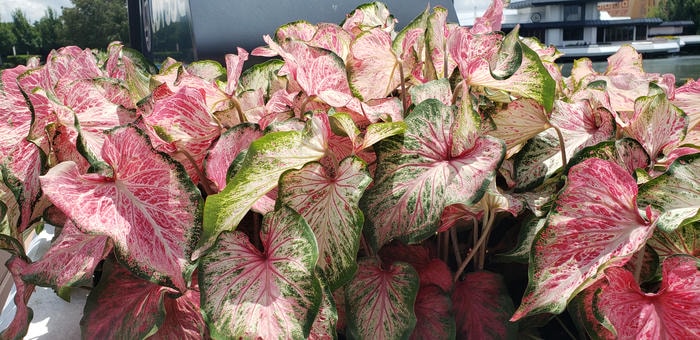 phone pics from florida